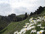 SX07178 Daisies (Bellis perennis) and castle walls on Tintagel Island.jpg